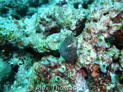 The photo i took when i was in the maldives the moray had... by Alex Thomas 